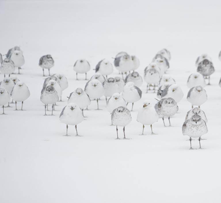 Grupo de pássaros brancos com fundo branco