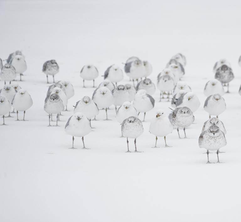 Groupe d'oiseaux blancs sur fond blanc